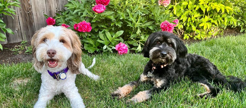 Labradoodle Puppies Alberta